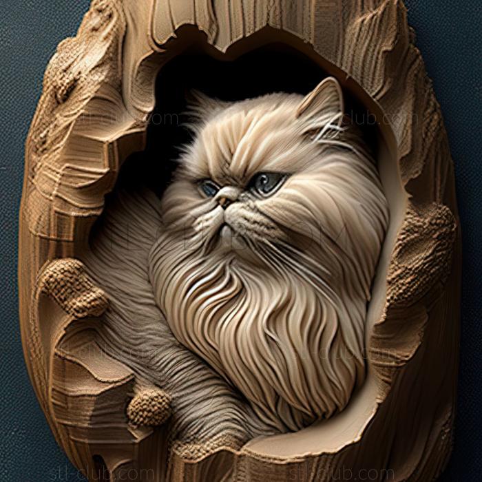 st Himalayan cat